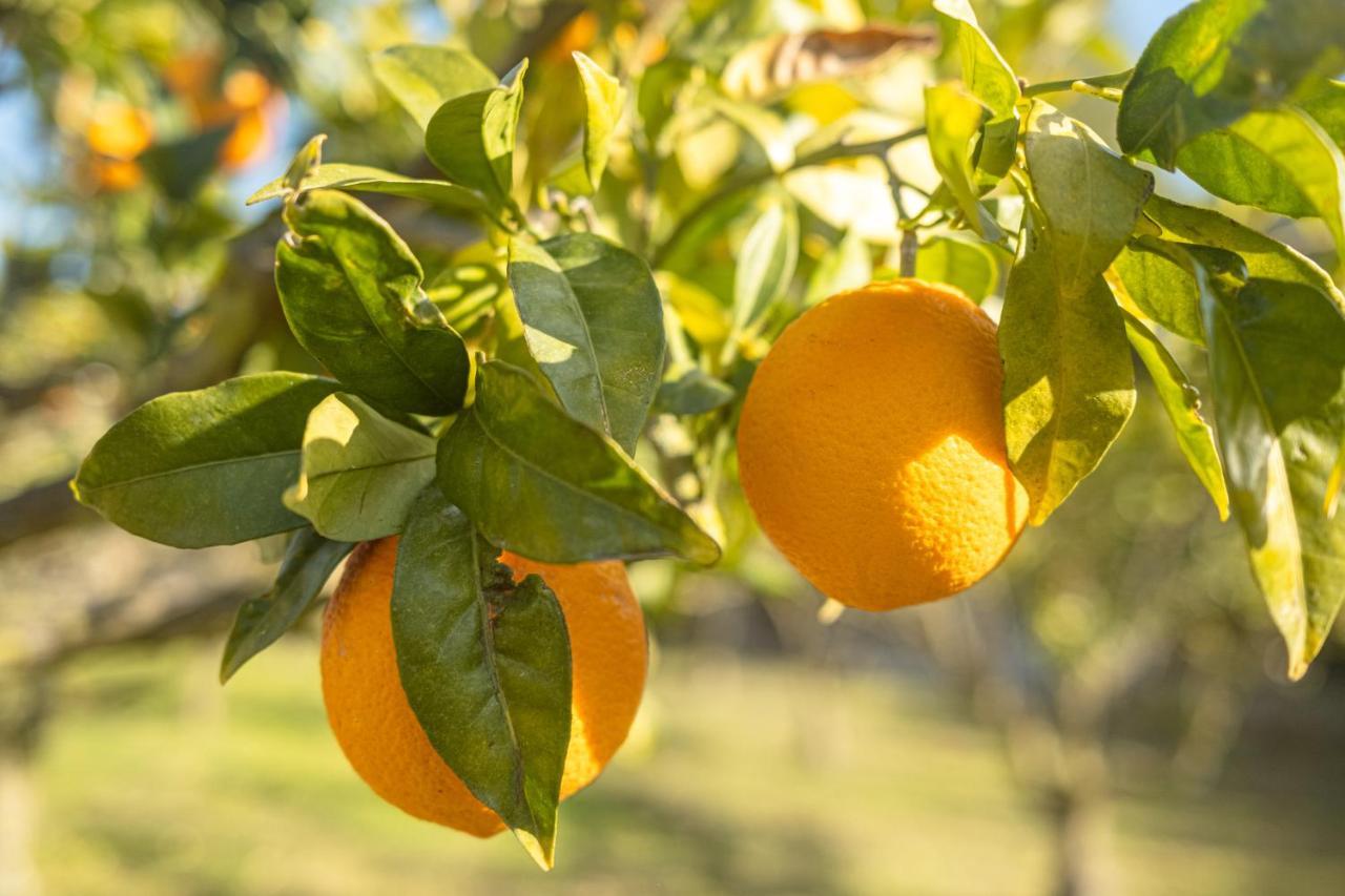 Finca Montana Sant Joan 外观 照片
